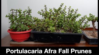 видео: Портулакария Афра Осенний чернослив: Бонсай Дэйва E539 картинка: Портулакария Афра Осенний чернослив: Бонсай Дэйва E539