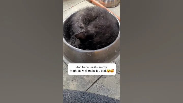 Video 9981381: meow kitten catlover kitty, cats catlover kitten kitties, meow cute kitty catlover, catlover meow kitty funny