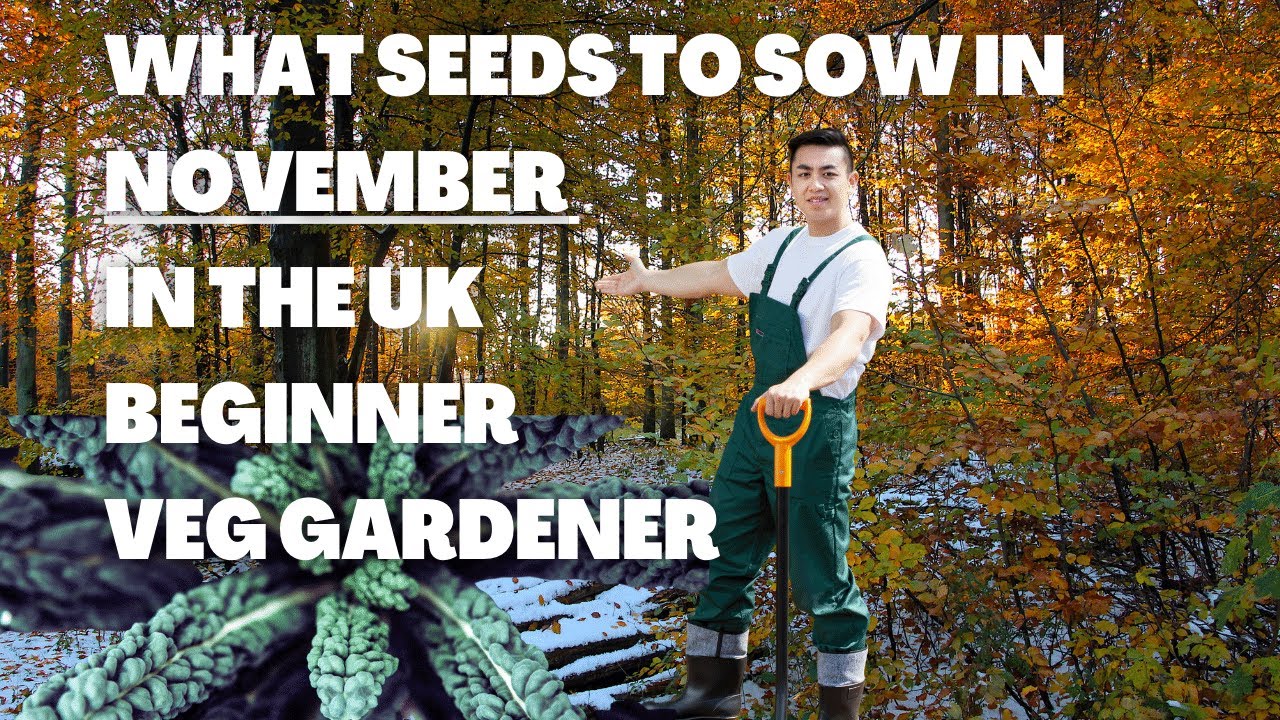 what-seeds-to-sow-in-november-allotment-gardening-uk-for-beginners