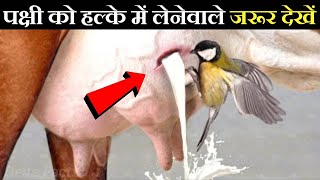 [ज़रूर देखें) भैंसा पक्षी को मासूम समझ रहा था | When Birds Revealed Their Superpower