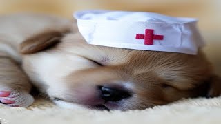 Healing music for sick dogs  Use this music every day to sleep and calm your sick dog