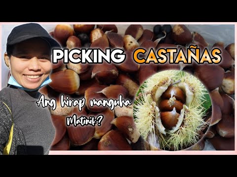 Video: Pagtatanim ng Horse Chestnut Conkers: Paano At Kailan Magtatanim ng Horse Chestnuts