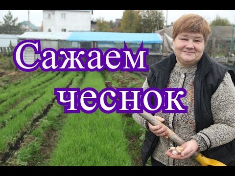 Посадка чеснока под зиму.