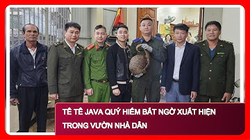 Tê Tê Java Quý Hiếm Bất Ngờ Xuất Hiện Trong Vườn Nhà Dân