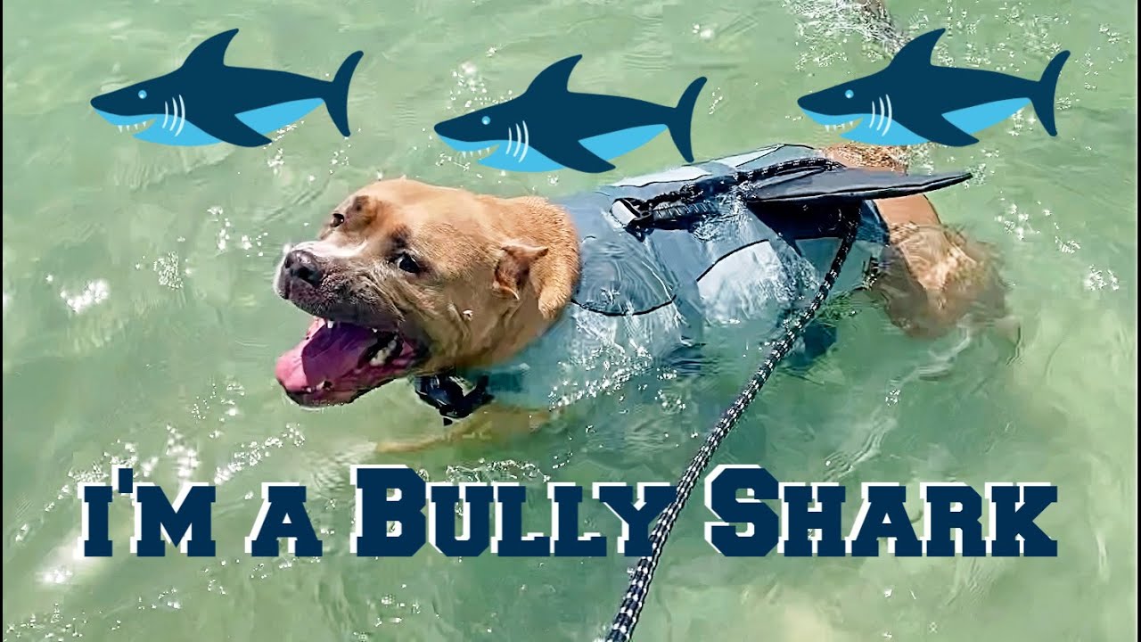 my-dog-reacts-to-the-beach-youtube