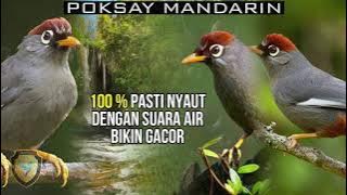 POKSAY MANDARIN MACET PASTI NYAUT DENGAN SUARA TERAPI AIR DAN POKSAY MANDARIN GACOR INI