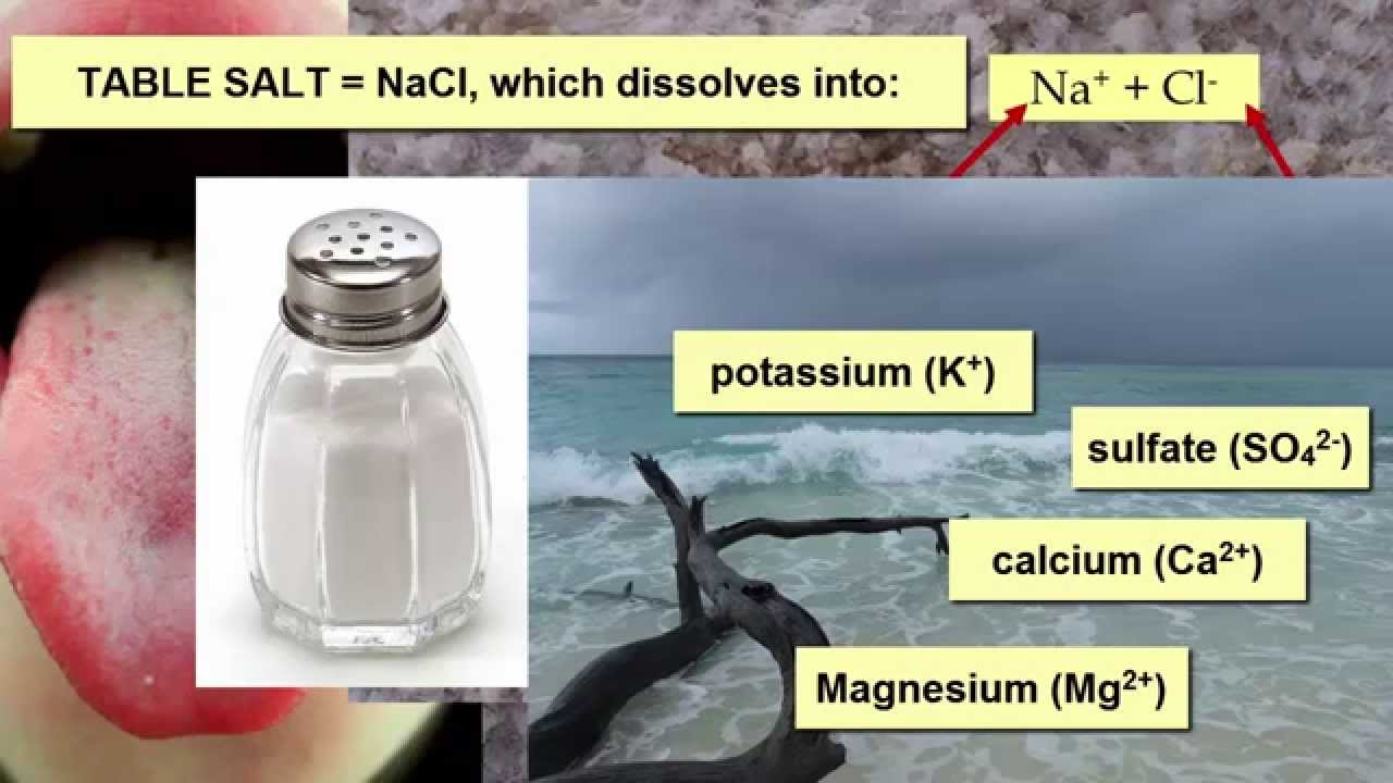 Salinity Impacts on Marine Life - YouTube
