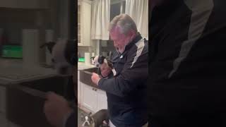 Tiny Surprise: Man's Reaction to Adorable Boston Terrier Puppy  Dog's First Day Home  ❤