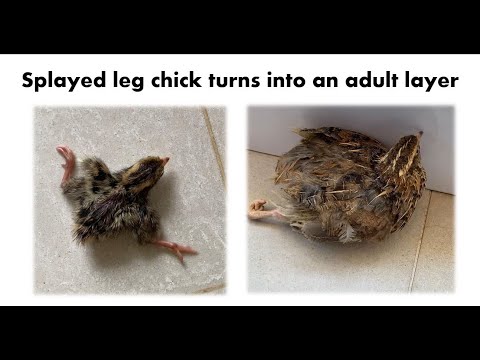 Raising Quail: Splayed legs chick turns into an adult layer
