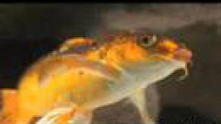Freecreditreportcom fish Eyes Commercial