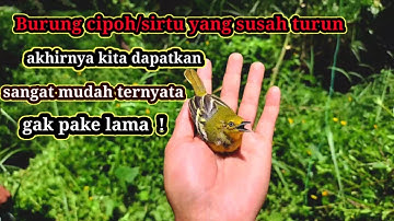 MIKAT BURUNG SIRTU SUSAH TURUN ‼️