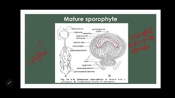 Sporophyte of Sphagnum