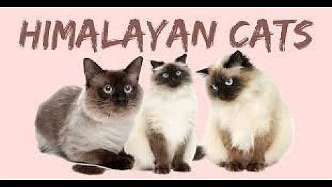 Video 4555141: himalayan cats facts