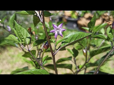 Video: Chiltepin in crescita: come prendersi cura delle piante di peperoncino Chiltepin