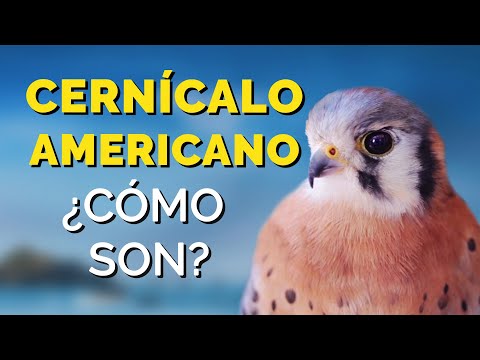 Video: ¿Dónde anidan los cernícalos americanos?