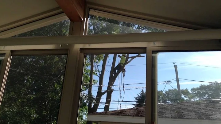 Tree removal 2