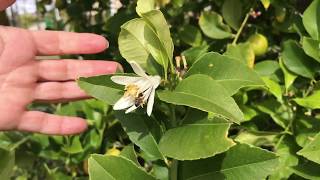 NATURAL BEE REPELLENT / easy home remedy