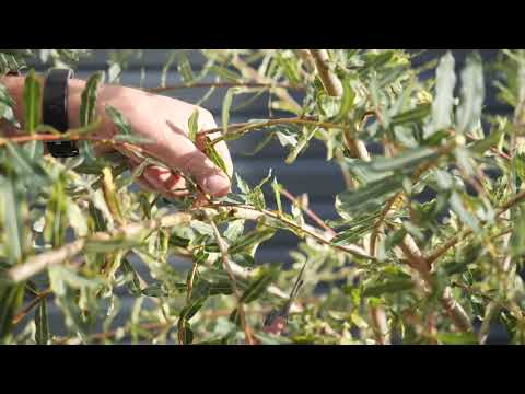 Maçonnerie, paysagiste, élagage, entretien de jardin (54) ENVIRONNEMENT 2000 +