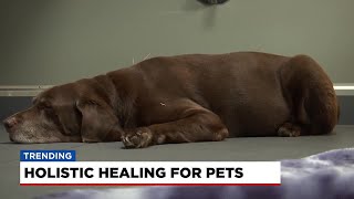 A closer look at holistic healing methods for pets