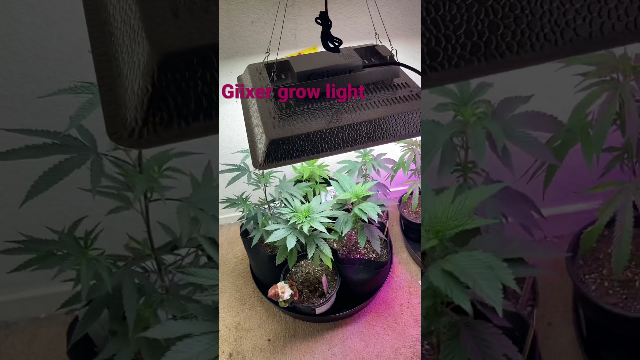 Giixer grow light review 1000w full spectrum & 600w double switch.
