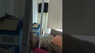 Alfred camera webapp viewer sound problem