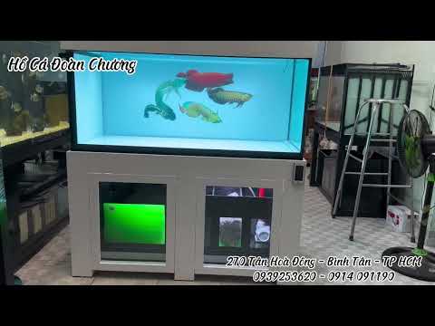 Video Rì qiu chiếc bể chuẩn bị xuất cảnh - Hồ Cá Công Nghệ... - youtube