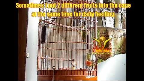 Puteh Hercules Exercise Cage 08042019