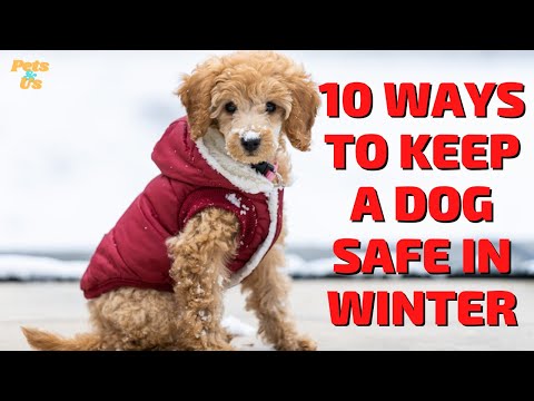 Video: 5 suggerimenti su come mantenere i tuoi cuccioli al sicuro durante l'inverno