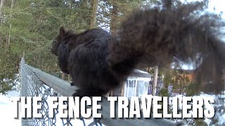 The Fence Travellers | The Last of Winter by Gates Wildlife Control 4,754 views 1 year ago 2 minutes, 40 seconds