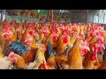 Lets raise chickens with all your heart  chicken farm  soson farm