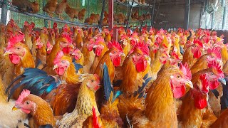 Let's Raise Chickens With All Your Heart  Chicken Farm  Soson Farm