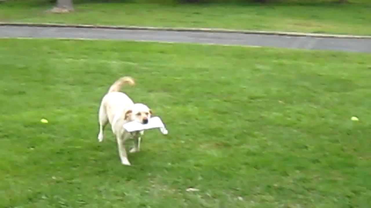 Dog getting the newspaper YouTube