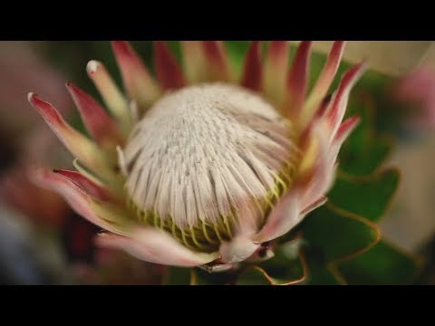 Be inspired to protect fynbos