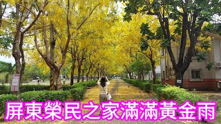 屏東榮民之家阿勃勒花道，滿滿的黃金雨。