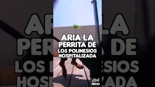 Aria Polinesia Estuvo Muy Grave De Salud