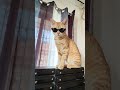 Selfiee mode on😂😂#petlover #funnyshorts #viralvideo #petro #trendingshorts #cuteecats