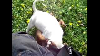 Staffordshire Bull Terrier,Staffys,Cachorros,Stafford Ingles Blancos