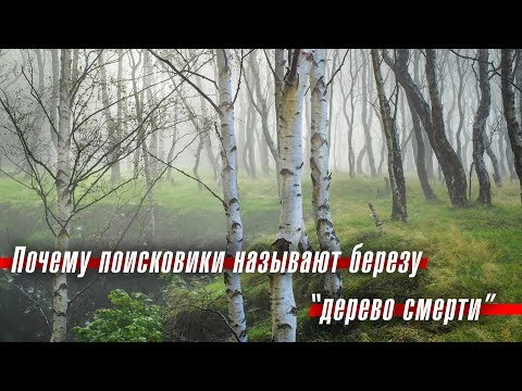 Почему поисковики называют березу "деревом смерти"