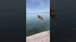 Jumping into the summer like... (Credit: @edavidson1)  #fy  #fyp