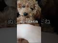 抱っこ大好きトイプードル（ぴの） #トイプードル #癒し #抱っこ#甘えん坊#toypoodle #子犬