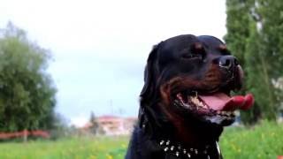 Test Video Canon 750D Macro