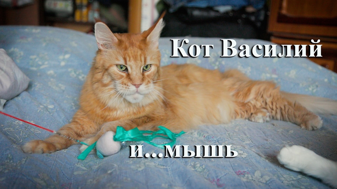 Кот Василий и мышь...