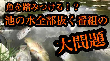 フジナッツ健池の水全部抜く