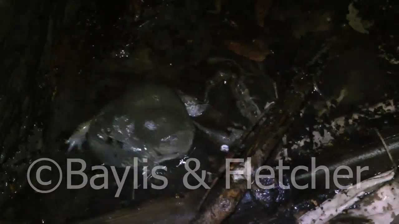 Truncate-snouted burrowing frog, Cambodia, 20110429_012125.mp4