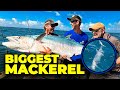 Catching our BIGGEST Mackerel Ever!