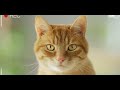 Реклама Friskies за 20 руб. в день