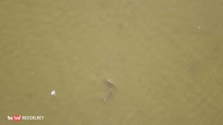 Drone Redfish EAT | #FRSHCatch