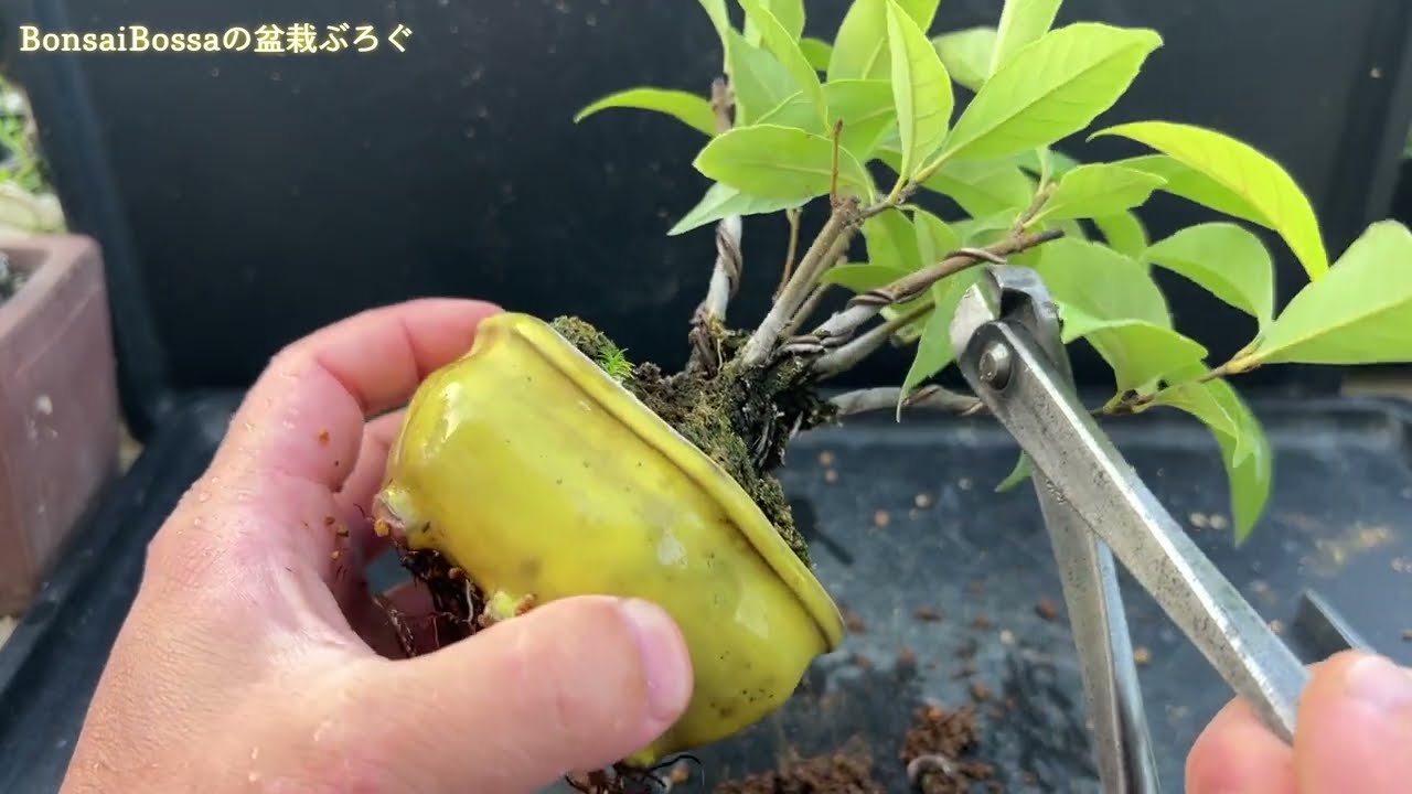 娘が拾ってきたどんぐりで寄せ植えミニ盆栽 #盆栽 #bonsai - YouTube