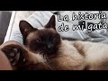 La historia de mi gata rescatada