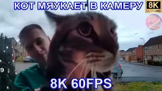 Кот Мяукает В Камеру 8K 60Fps🤣